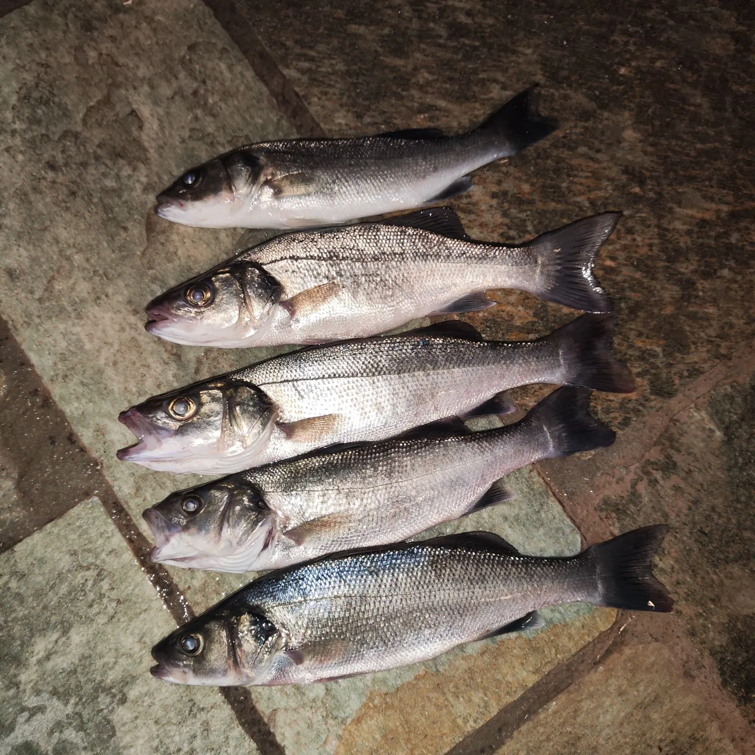 The most recent European seabass catches on Fishbrain