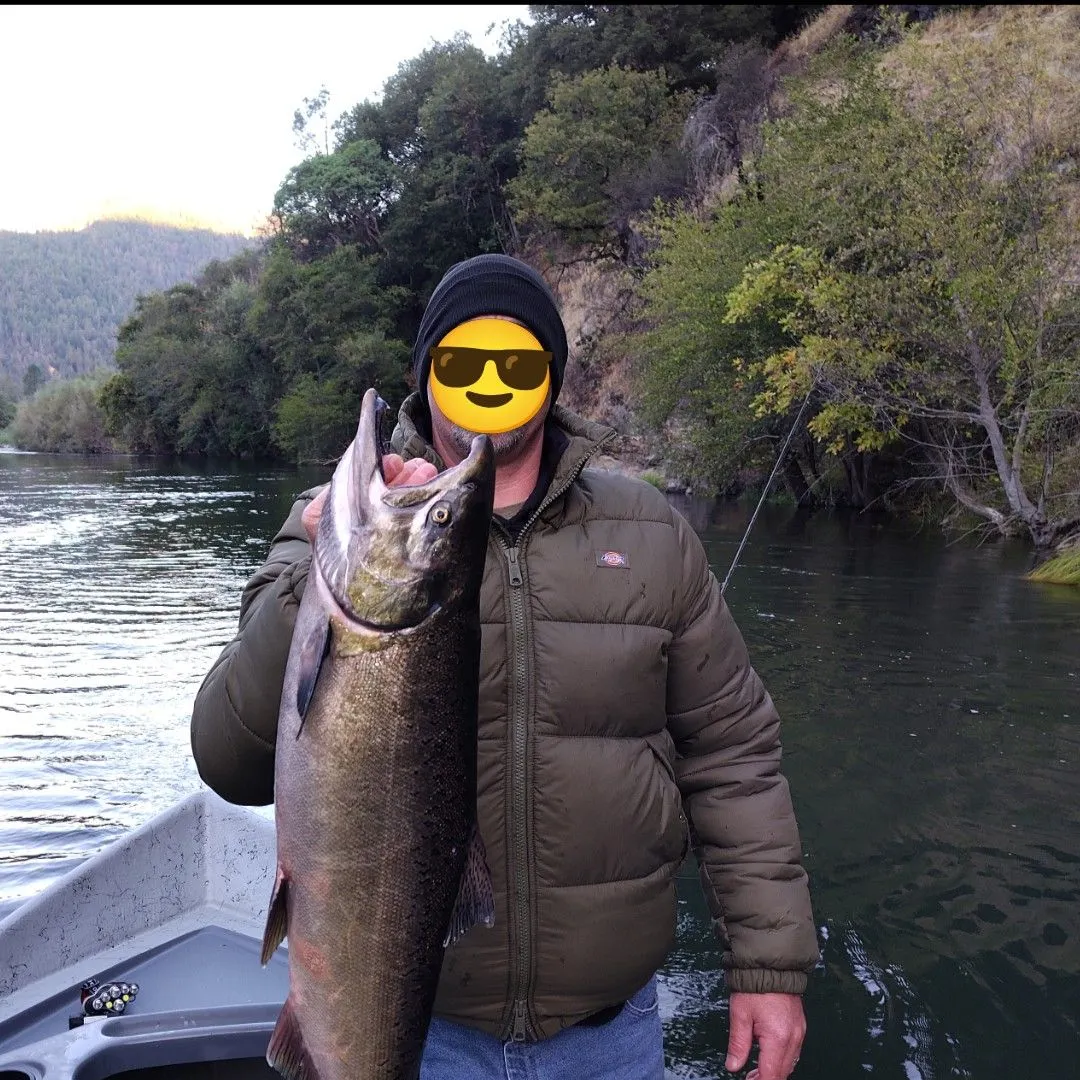 Chinook salmon caught on Fishbrain