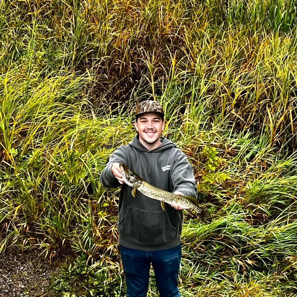 Northern pike caught on Fishbrain