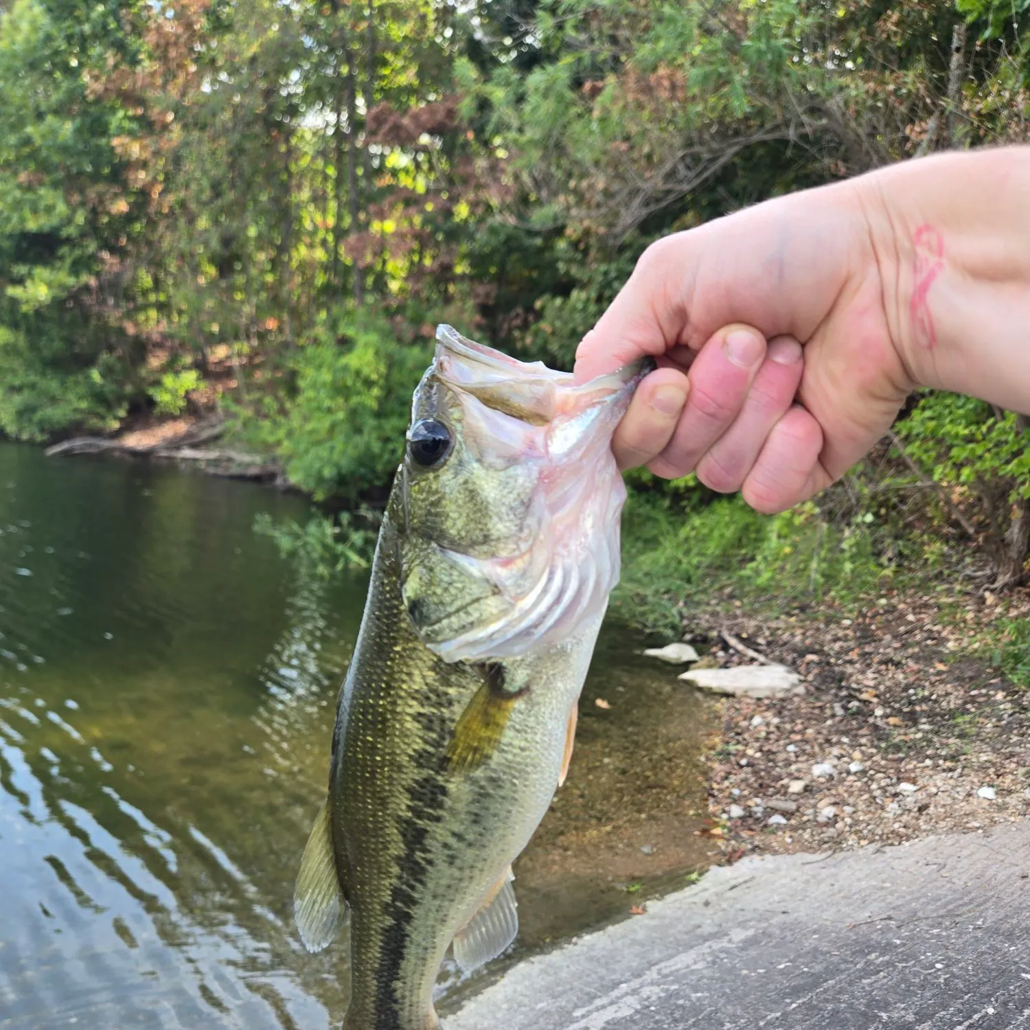 Largemouth bass caught on Fishbrain