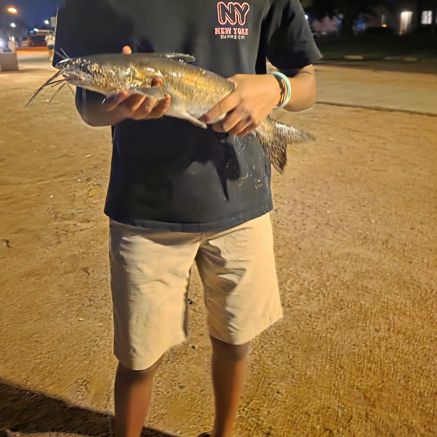Channel catfish caught on Fishbrain