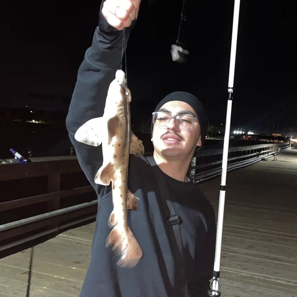 The most recent Horn shark catches on Fishbrain