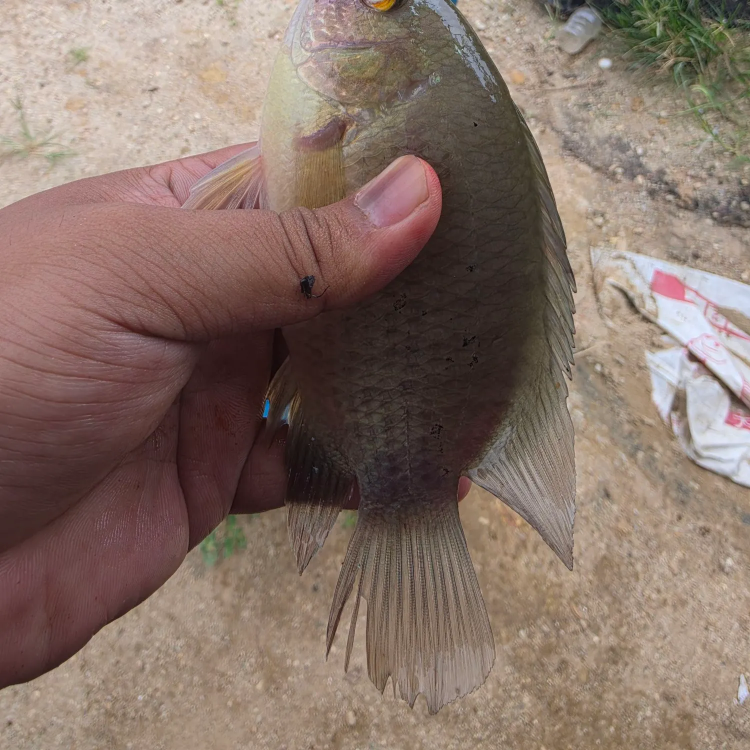 Malayan leaffish caught on Fishbrain