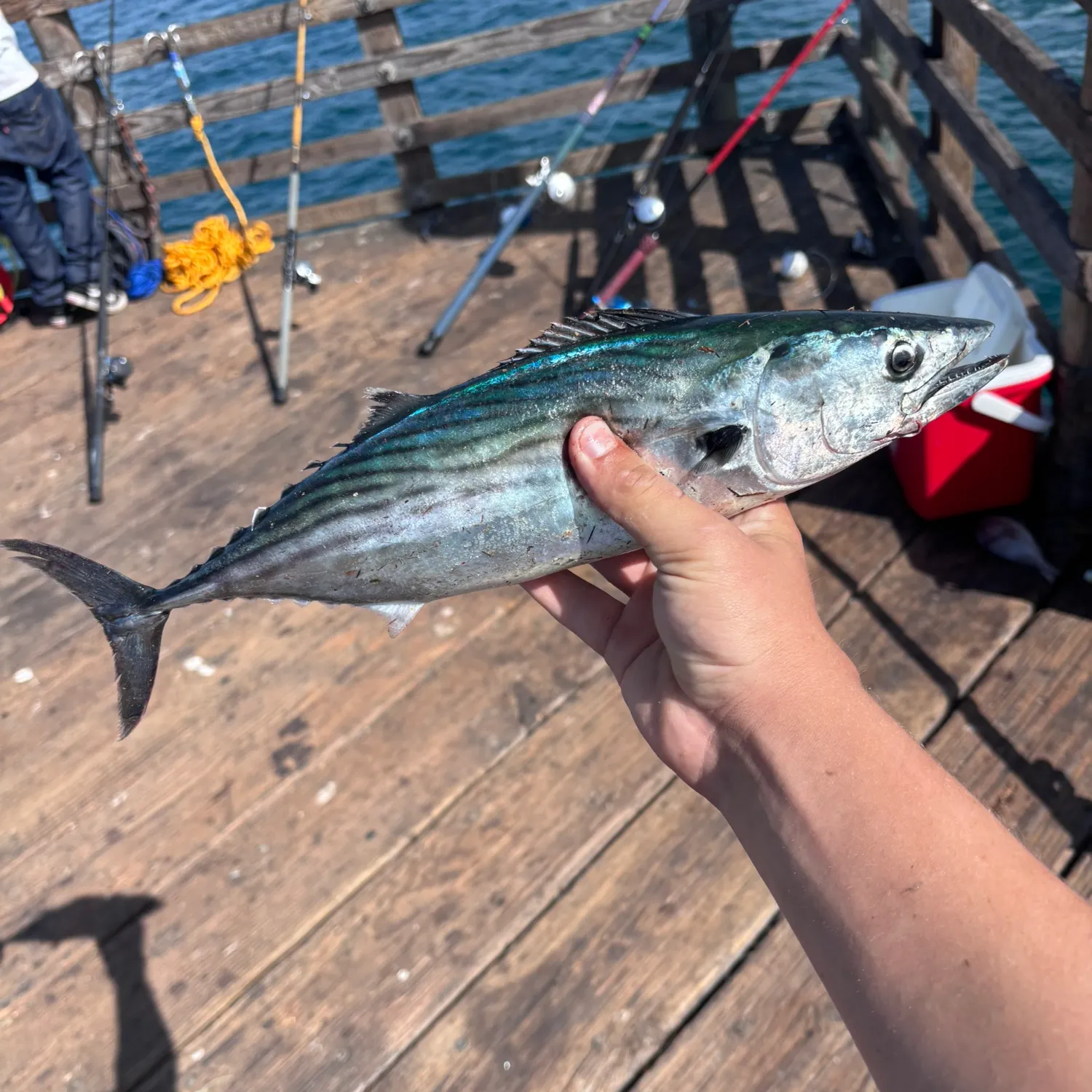 The most recent Pacific bonito catches on Fishbrain