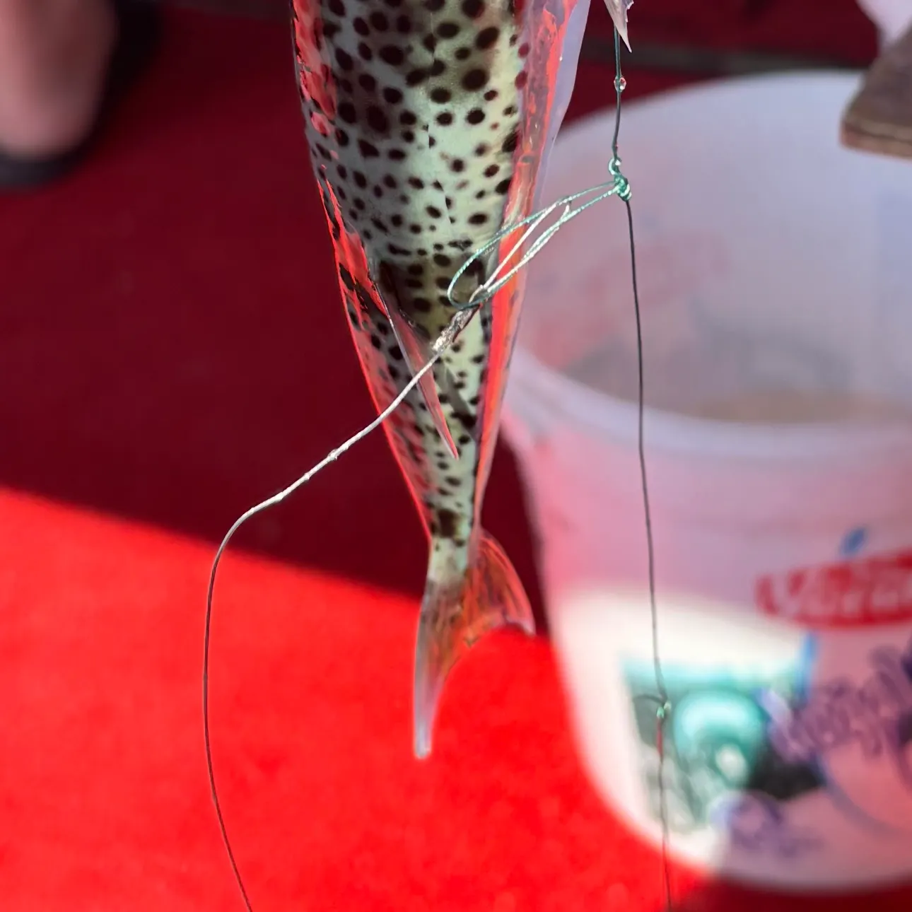 The most recent Silver-cheeked toadfish catches on Fishbrain