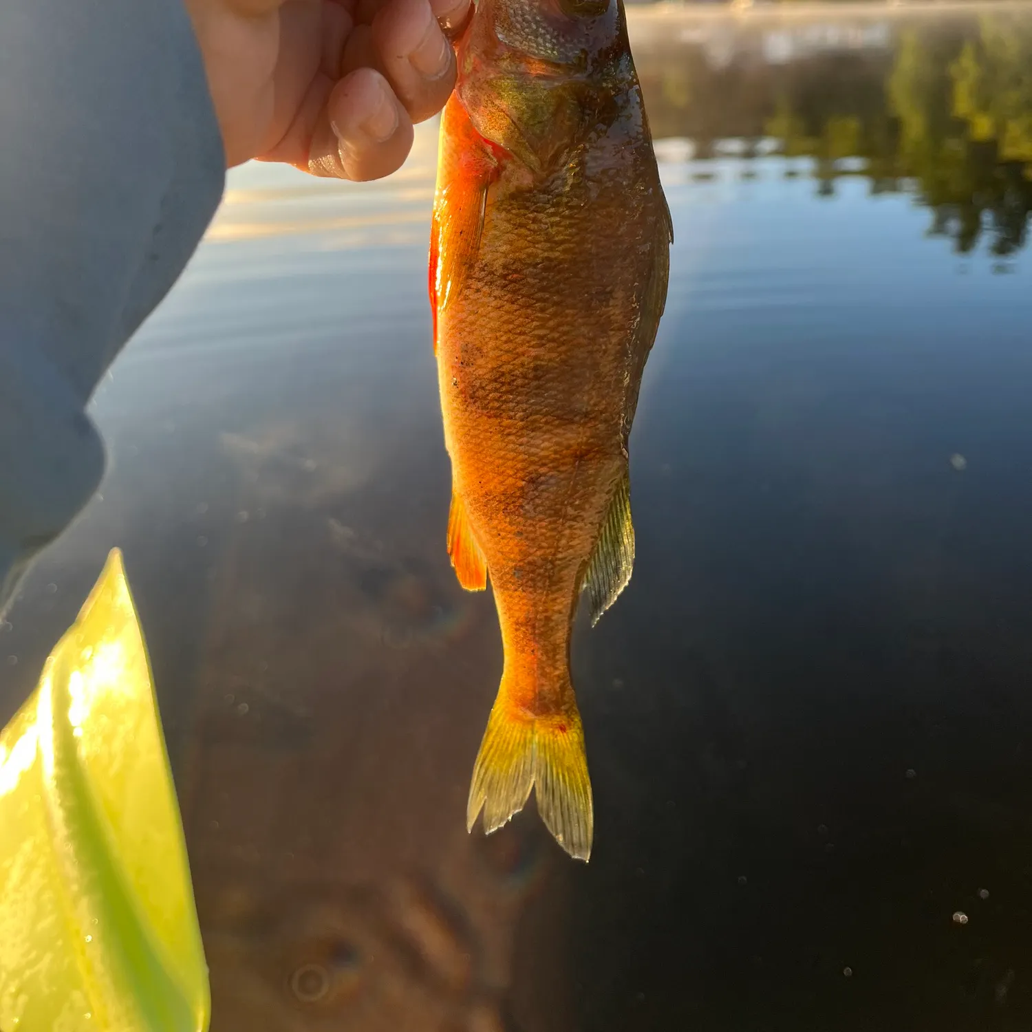 Yellow perch caught on Fishbrain
