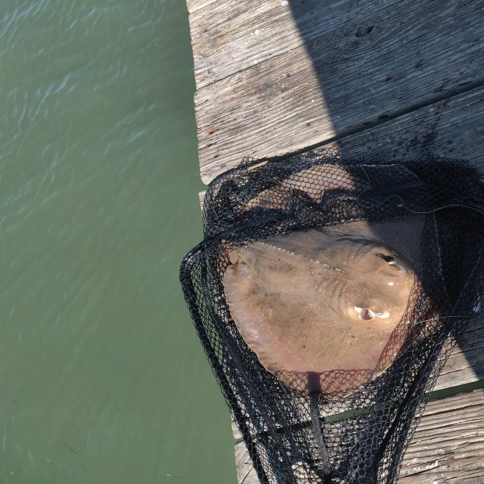 The most recent Bluntnose stingray catches on Fishbrain