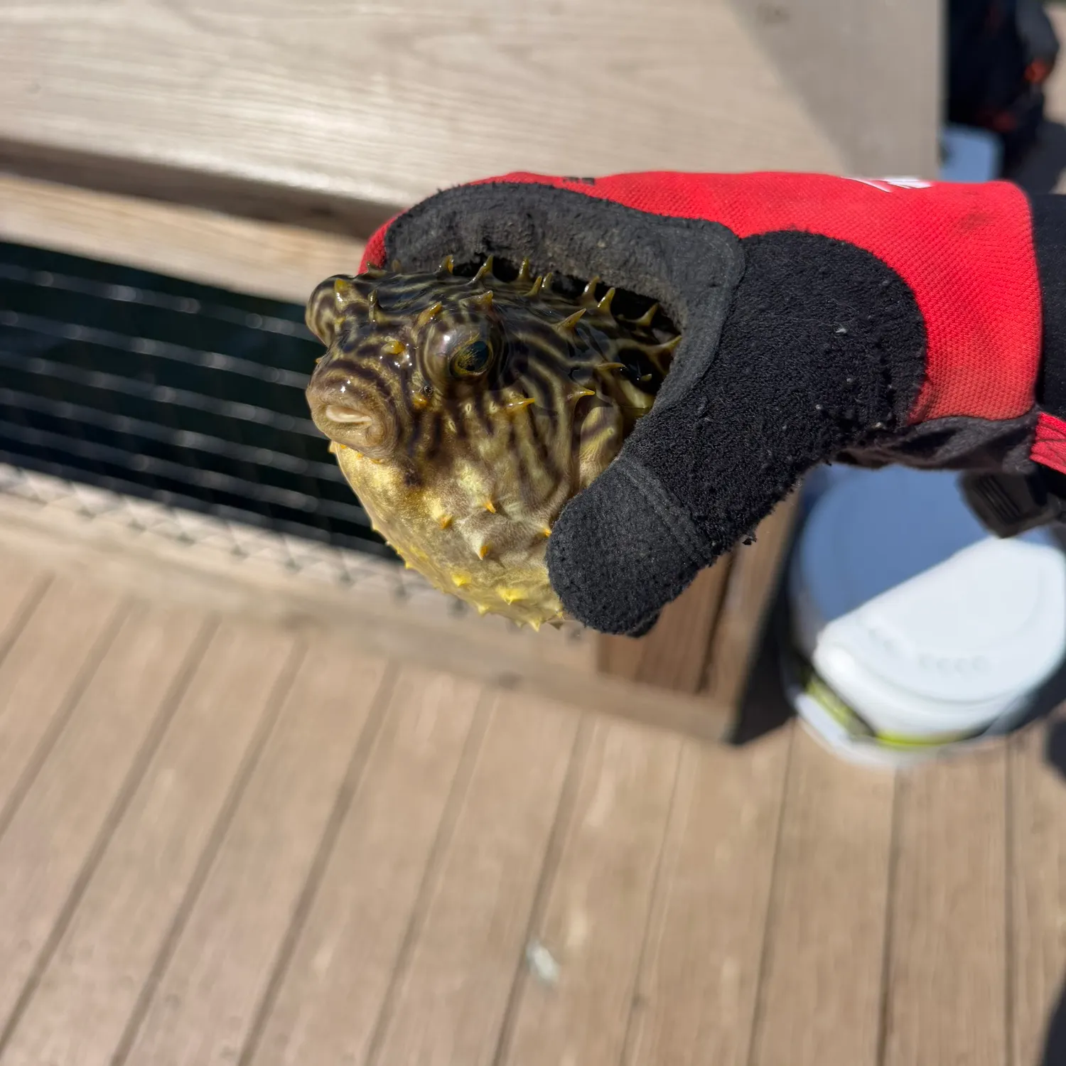 Southern puffer caught on Fishbrain