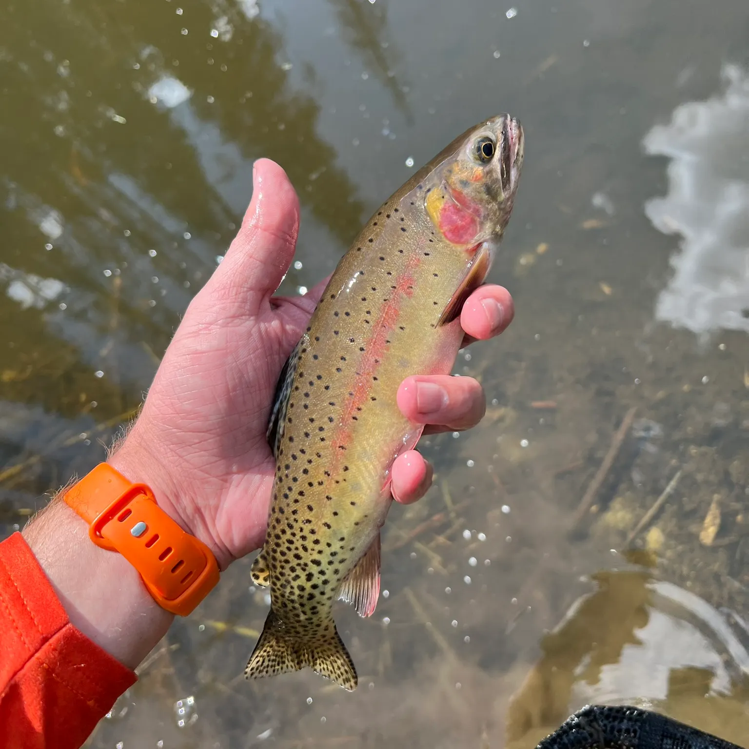 The most recent Rio Grande cutthroat trout catches on Fishbrain