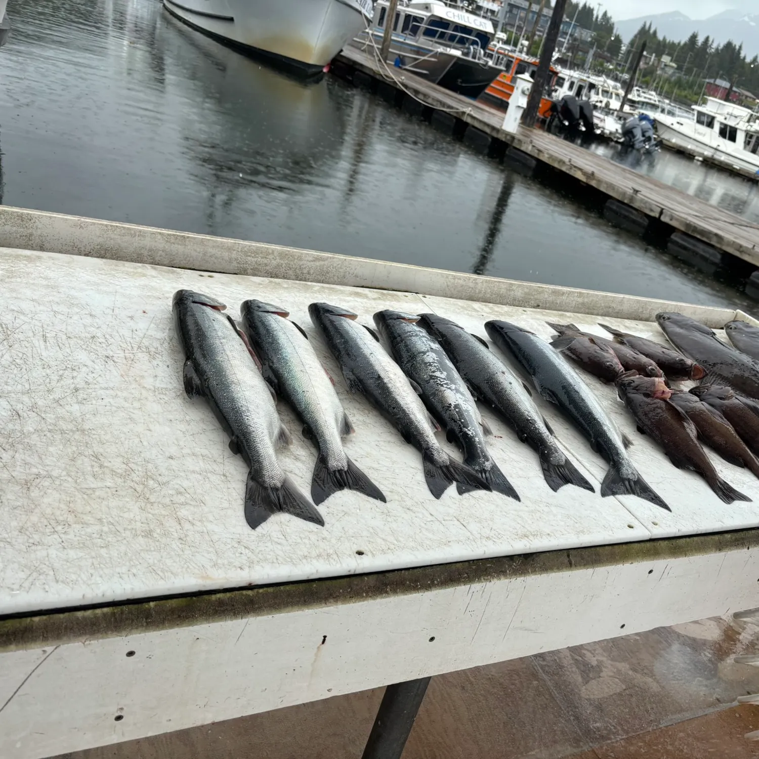 recently logged catches