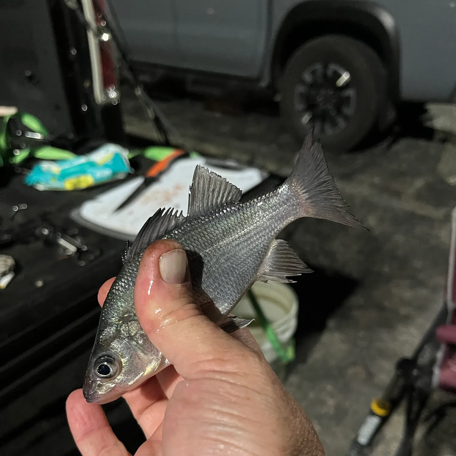 White perch caught on Fishbrain