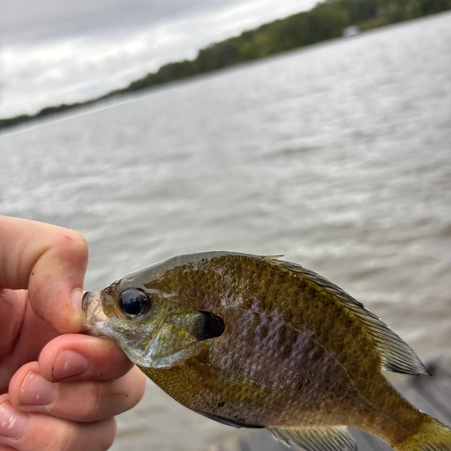 Bluegill caught on Fishbrain