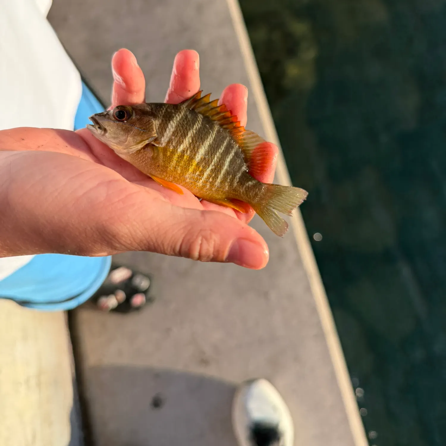 The most recent Schoolmaster snapper catches on Fishbrain