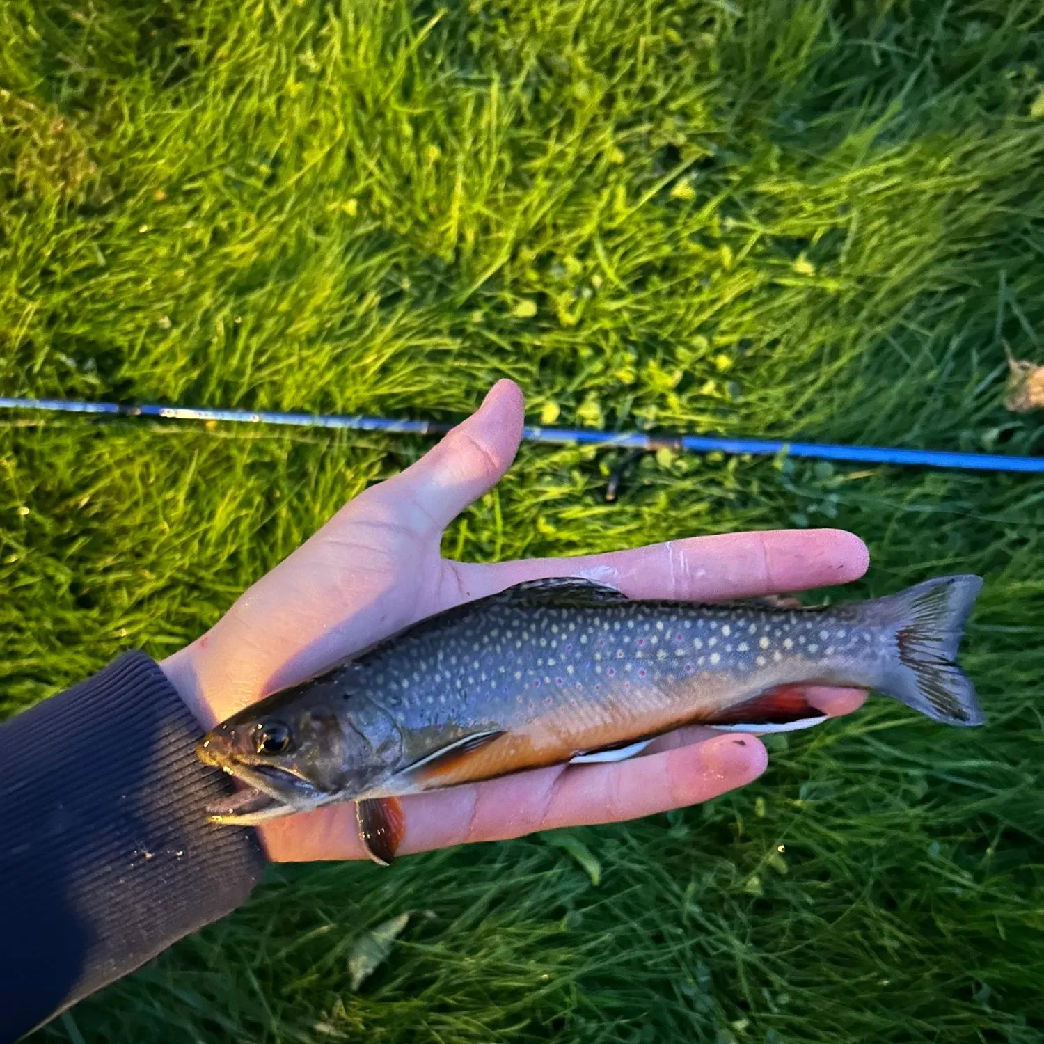 Brook trout caught on Fishbrain