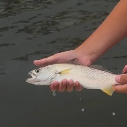 The most recent Gray weakfish catches on Fishbrain