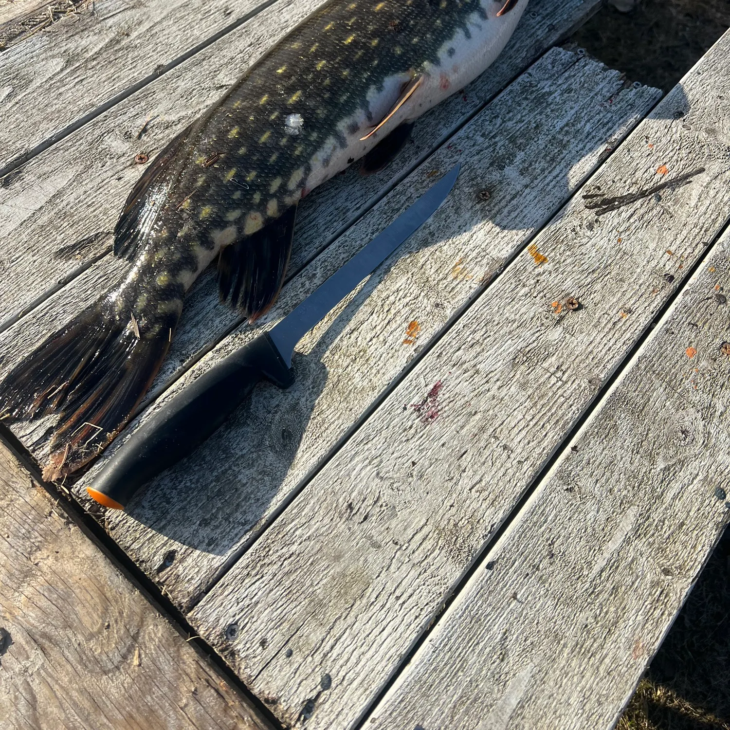 recently logged catches