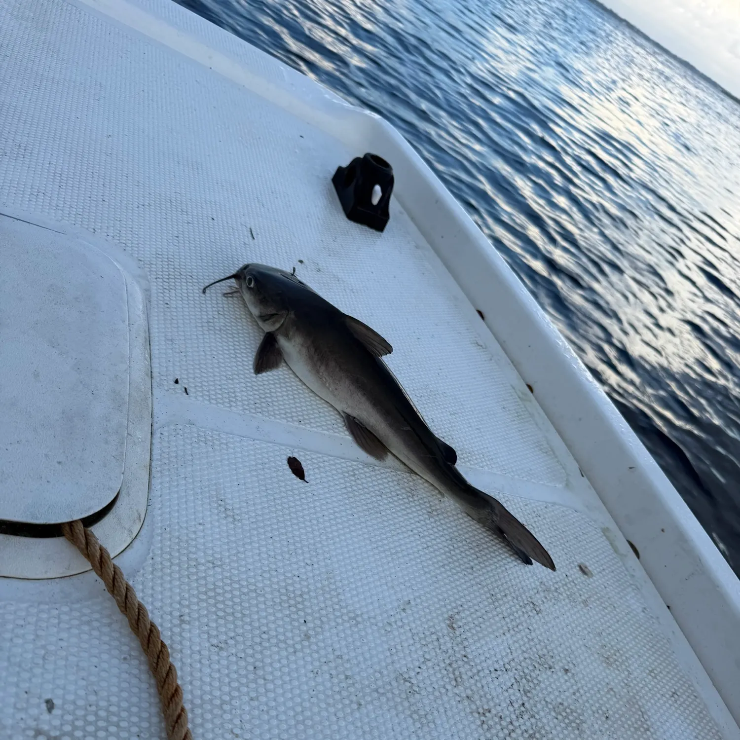 Fish caught on Fishbrain