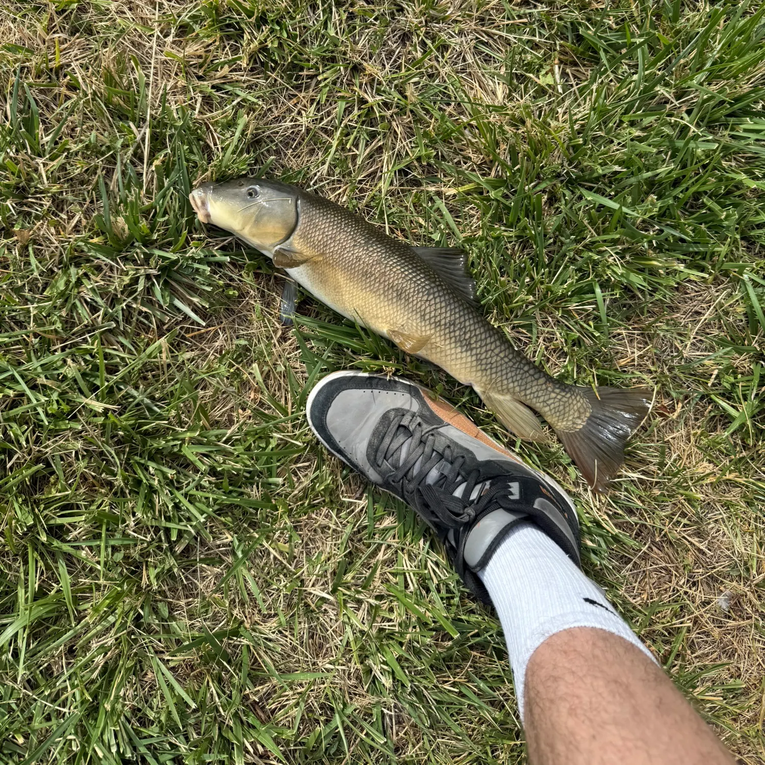 The most recent Utah sucker catches on Fishbrain