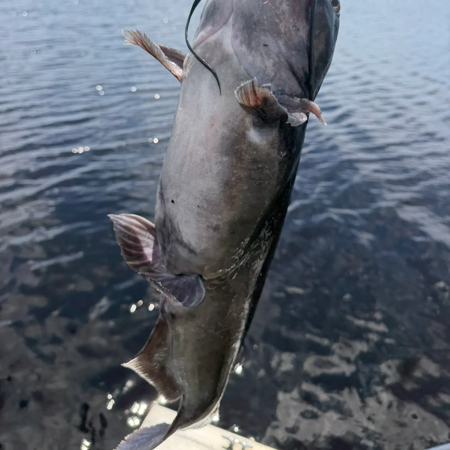 Channel catfish caught on Fishbrain