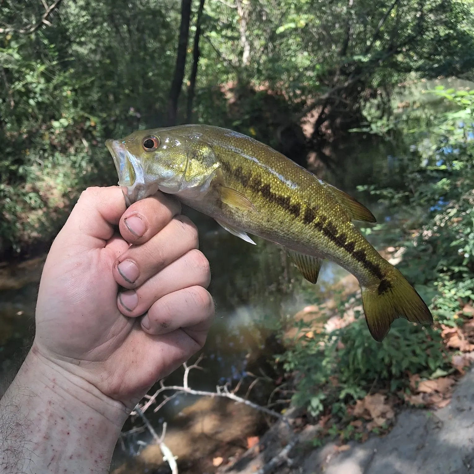 Spotted bass caught on Fishbrain