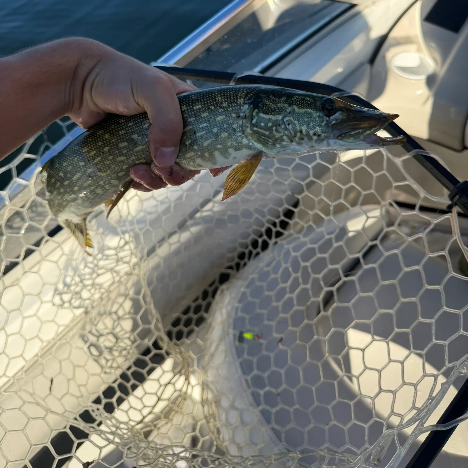 Northern pike caught on Fishbrain