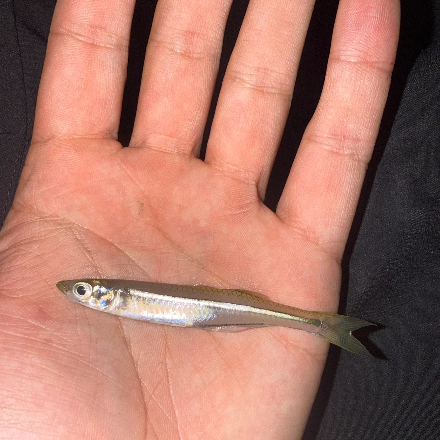 The most recent Mississippi silverside catches on Fishbrain