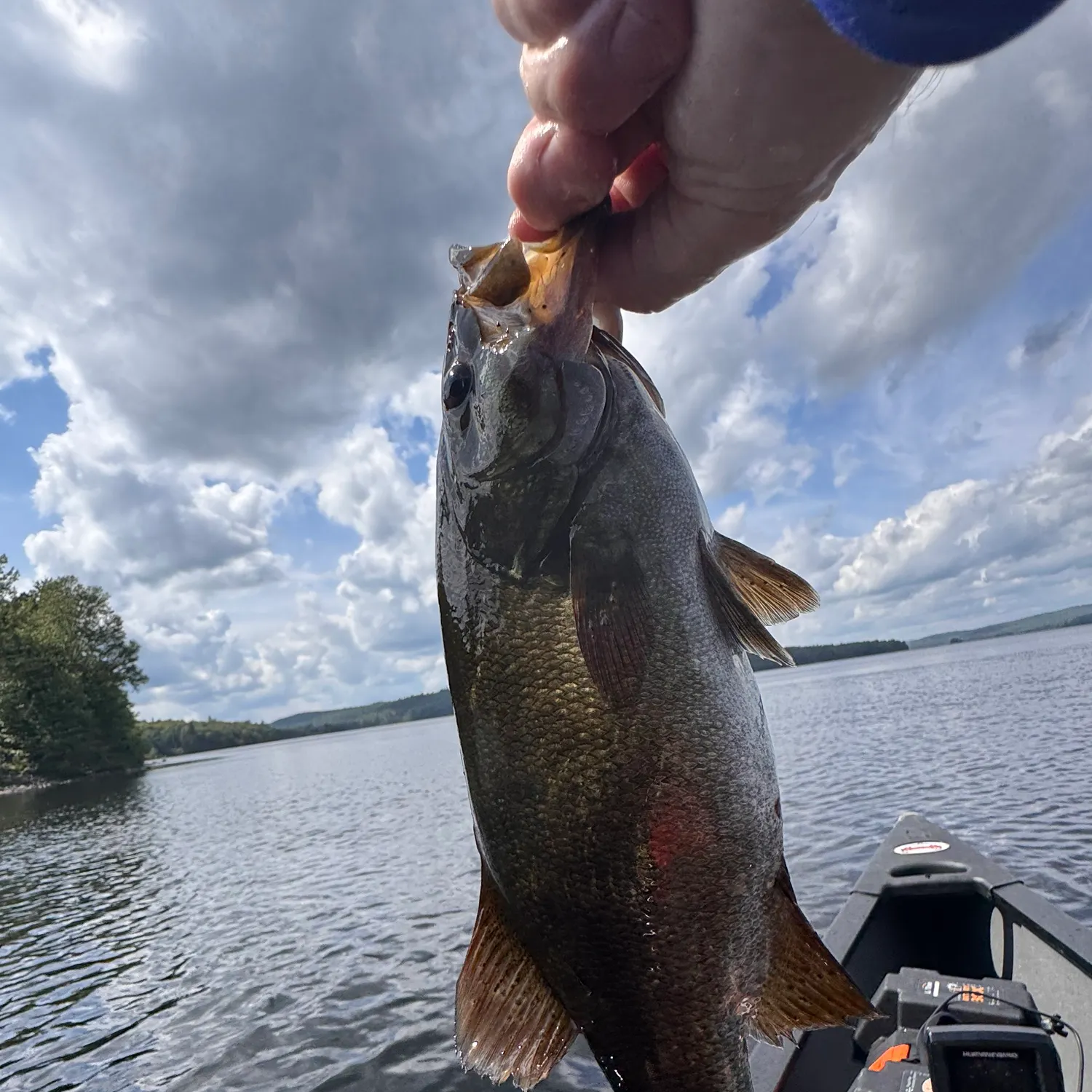 Smallmouth bass caught on Fishbrain