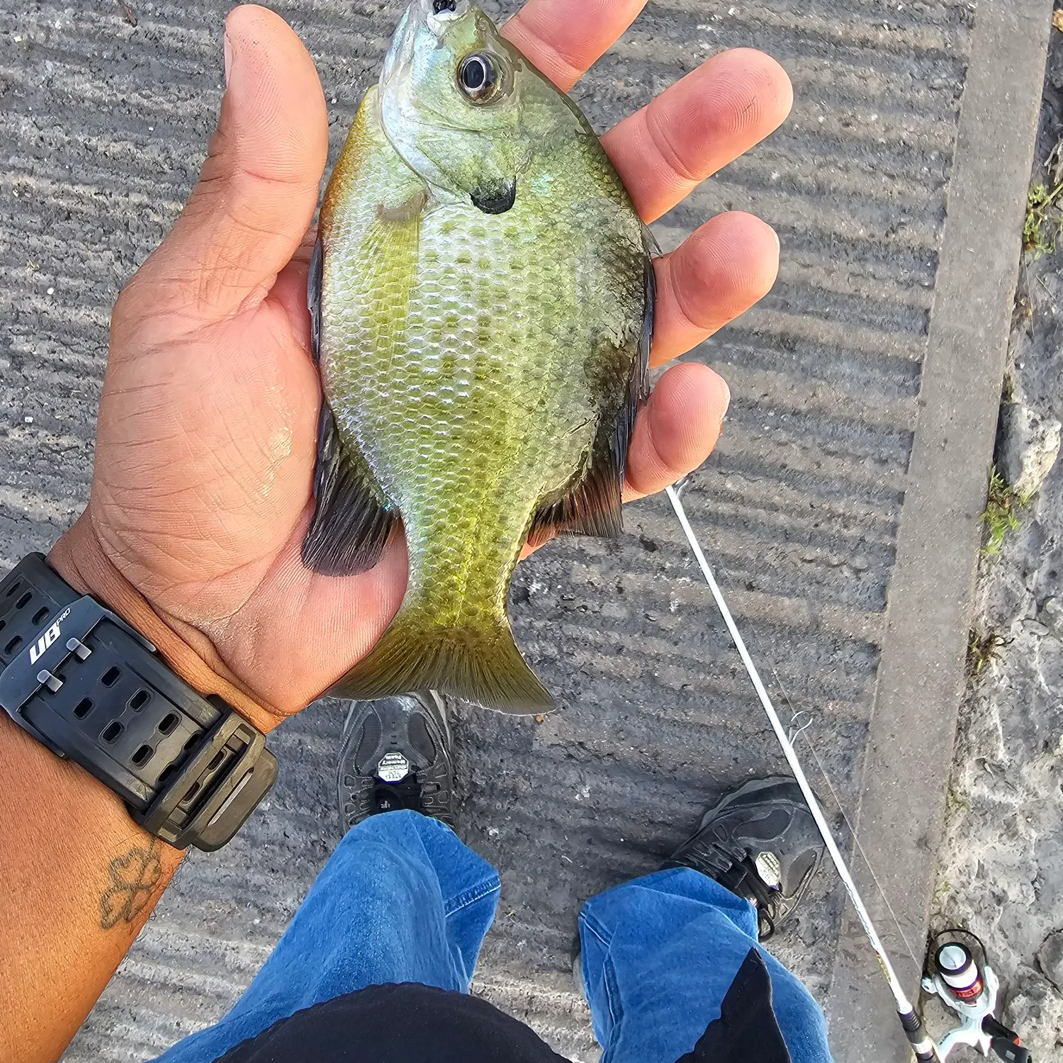 recently logged catches