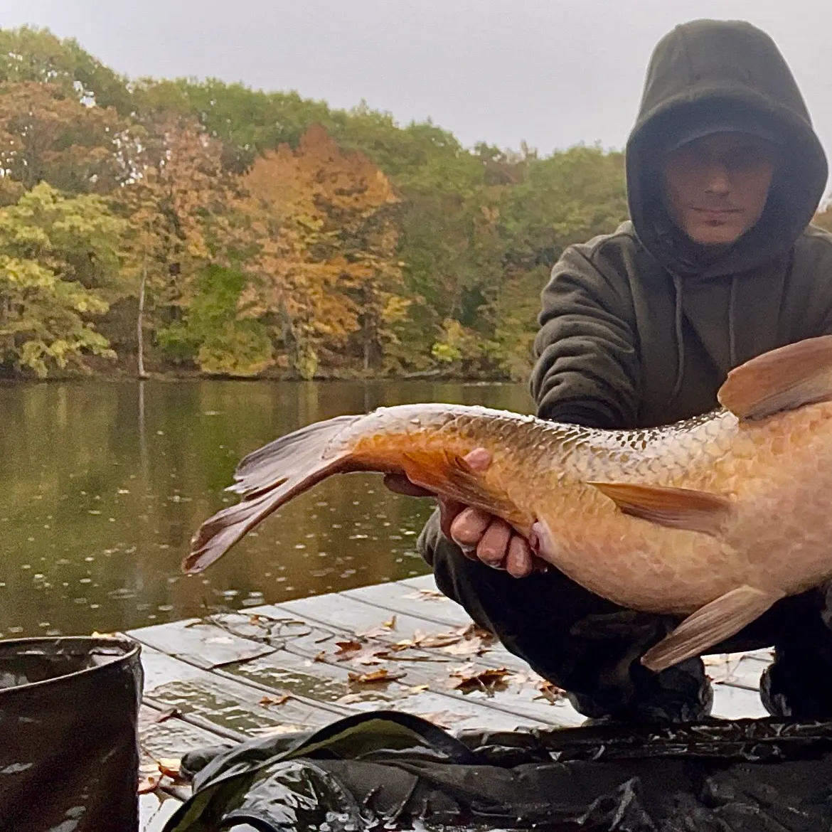 Common carp caught on Fishbrain