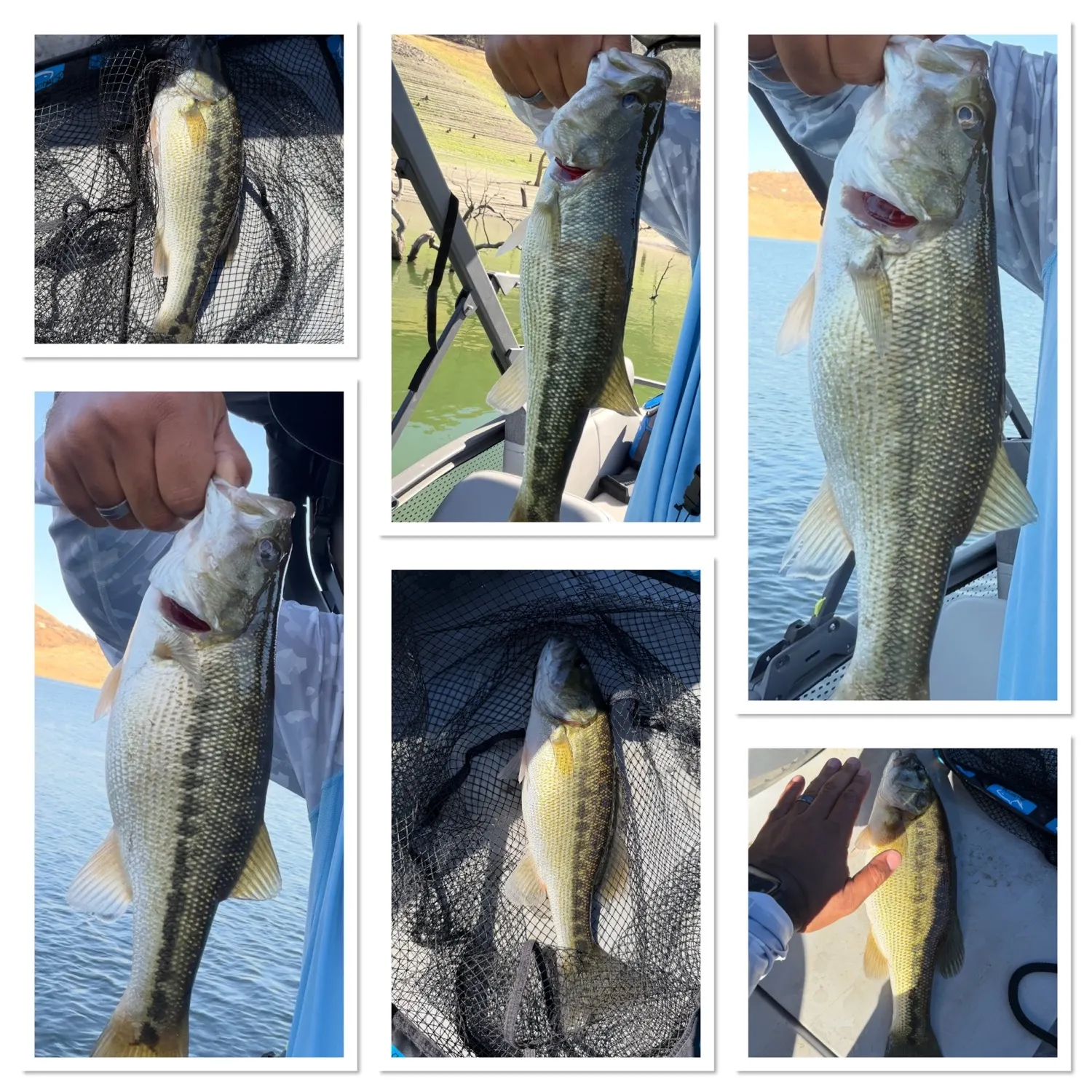 Spotted bass caught on Fishbrain