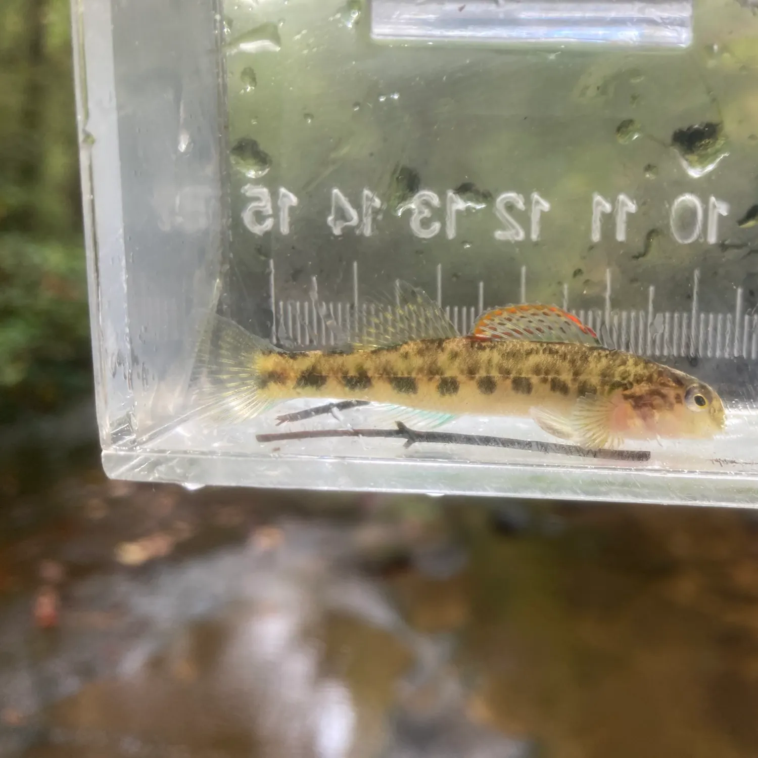 The most recent Banded darter catches on Fishbrain