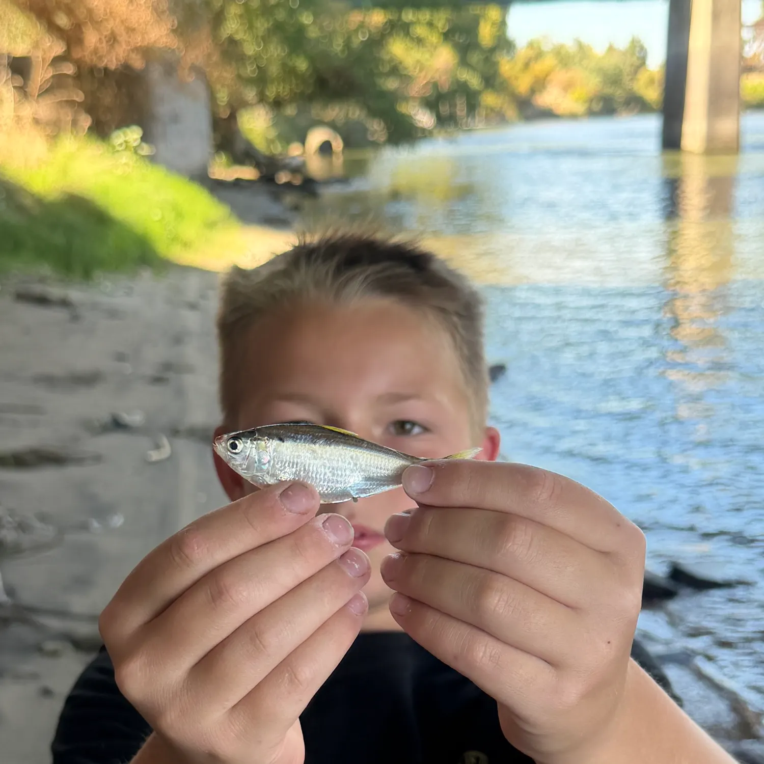 Threadfin shad caught on Fishbrain