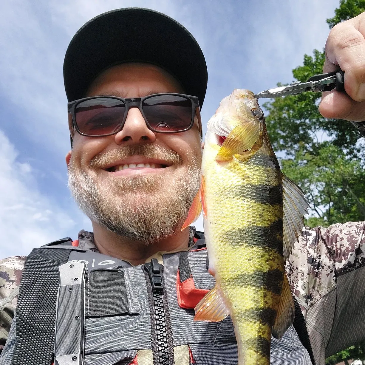 Yellow perch caught on Fishbrain