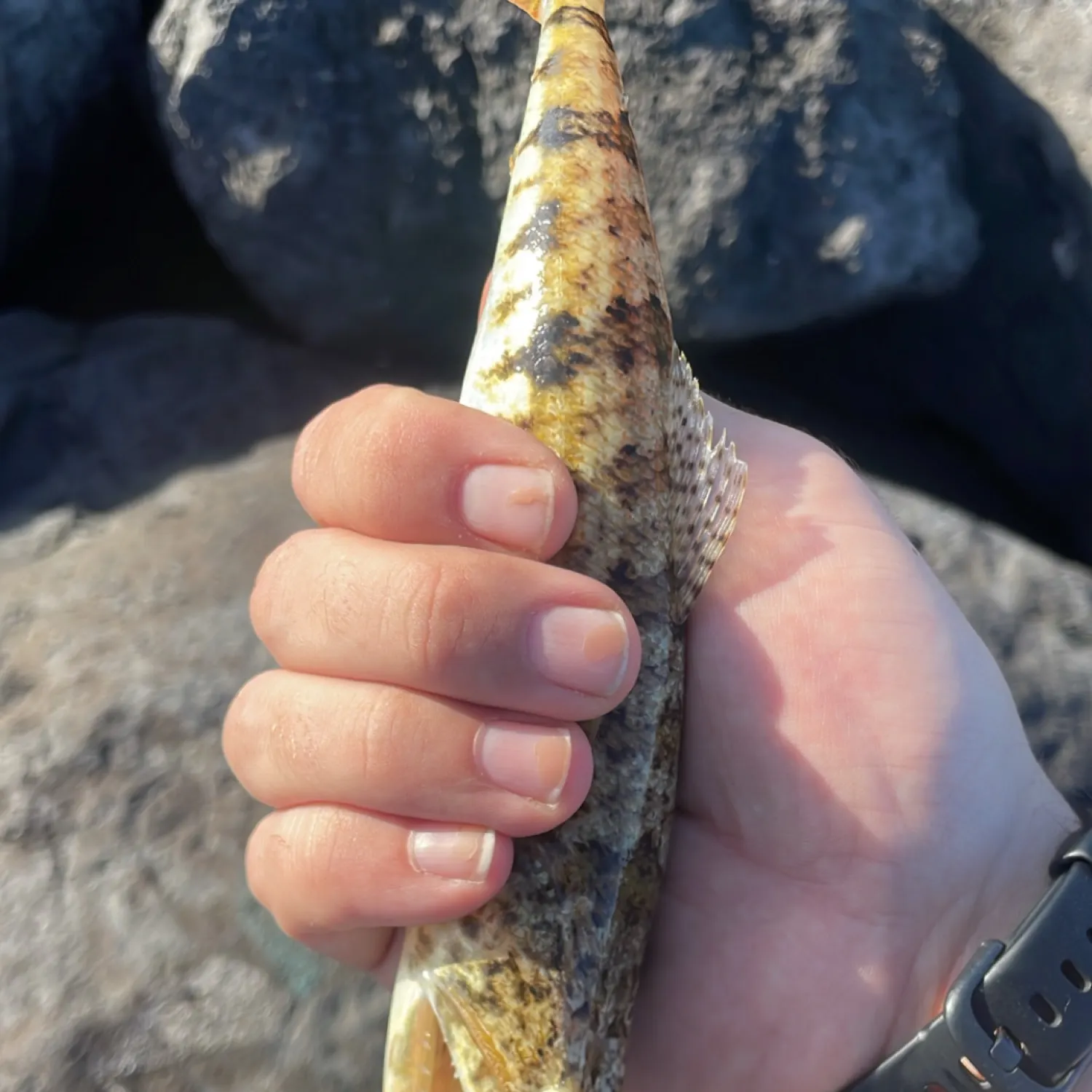 The most popular recent Variegated lizardfish catch on Fishbrain