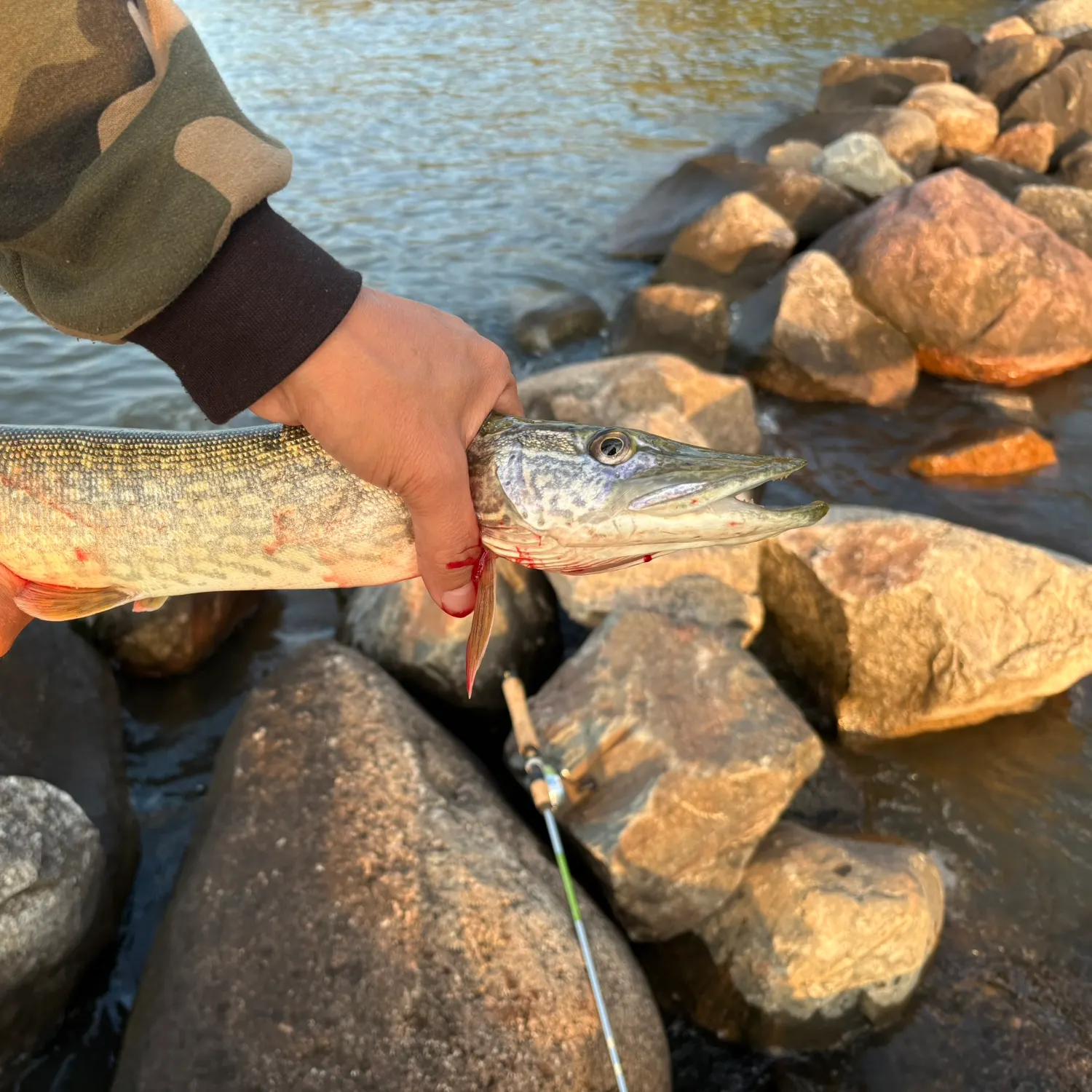 Northern pike caught on Fishbrain