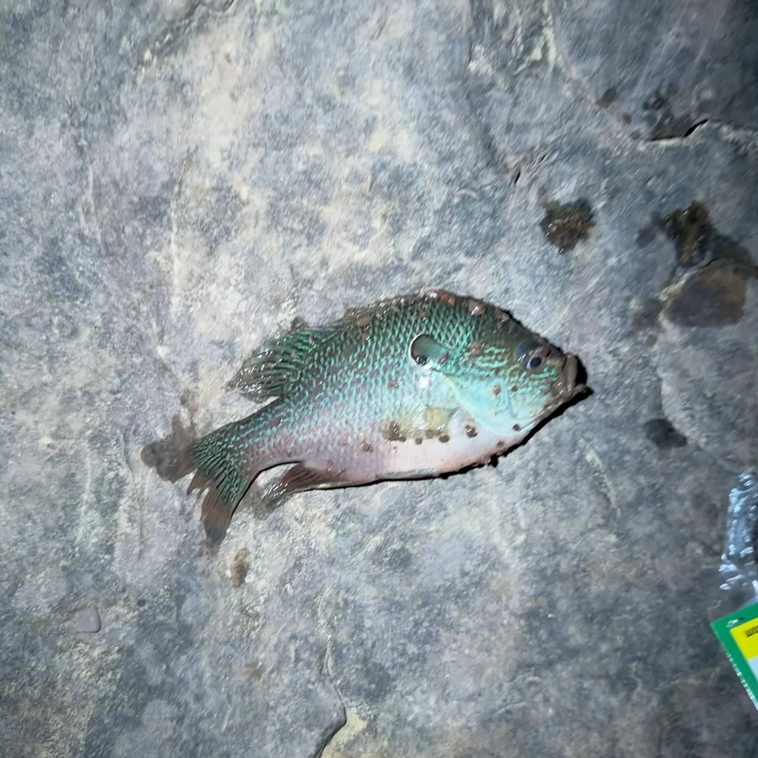 Greengill hybrid caught on Fishbrain