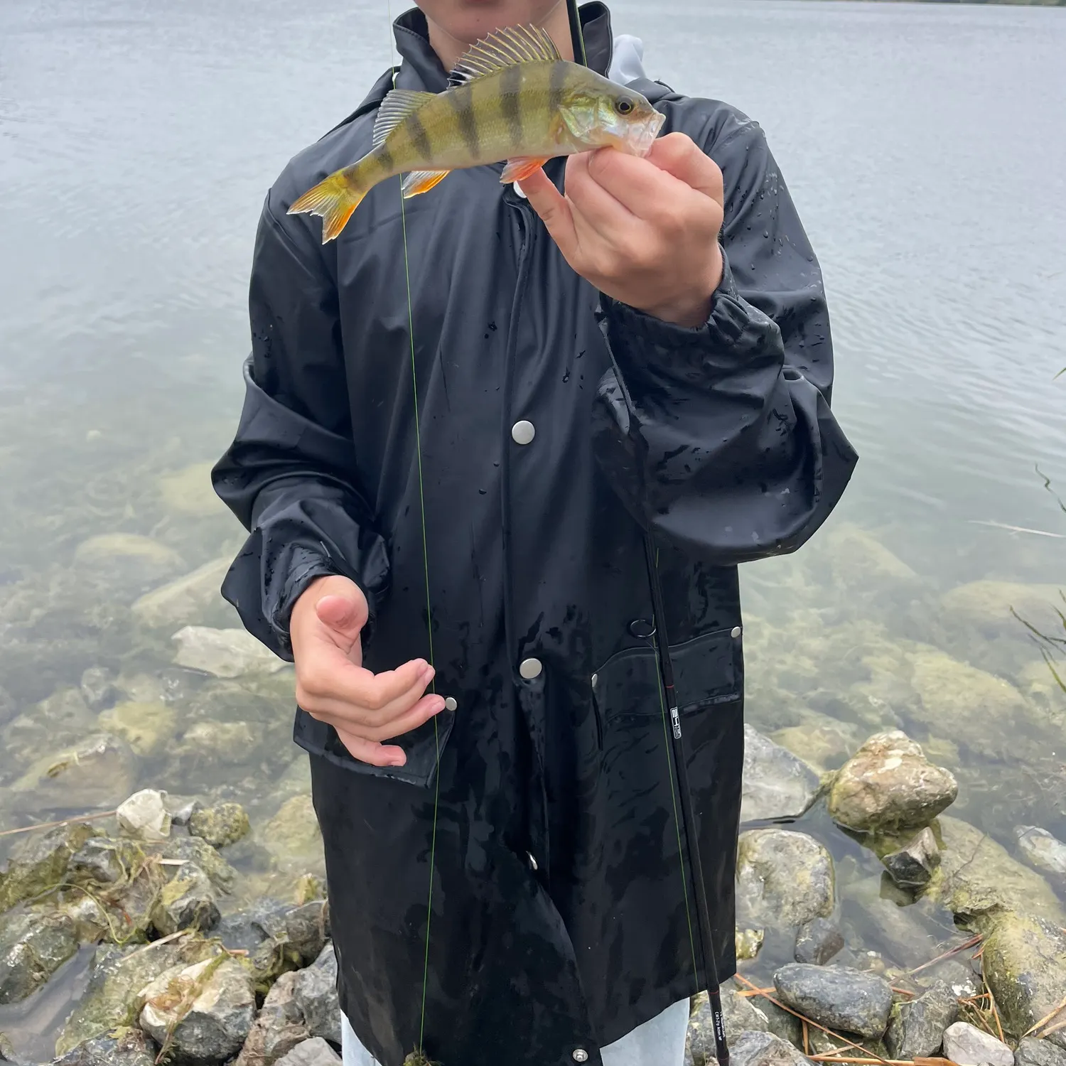 European perch caught on Fishbrain