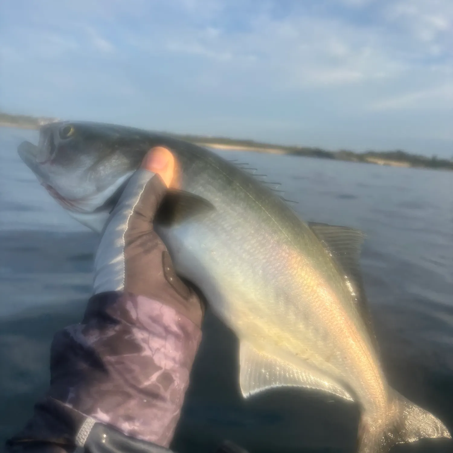 Bluefish caught on Fishbrain