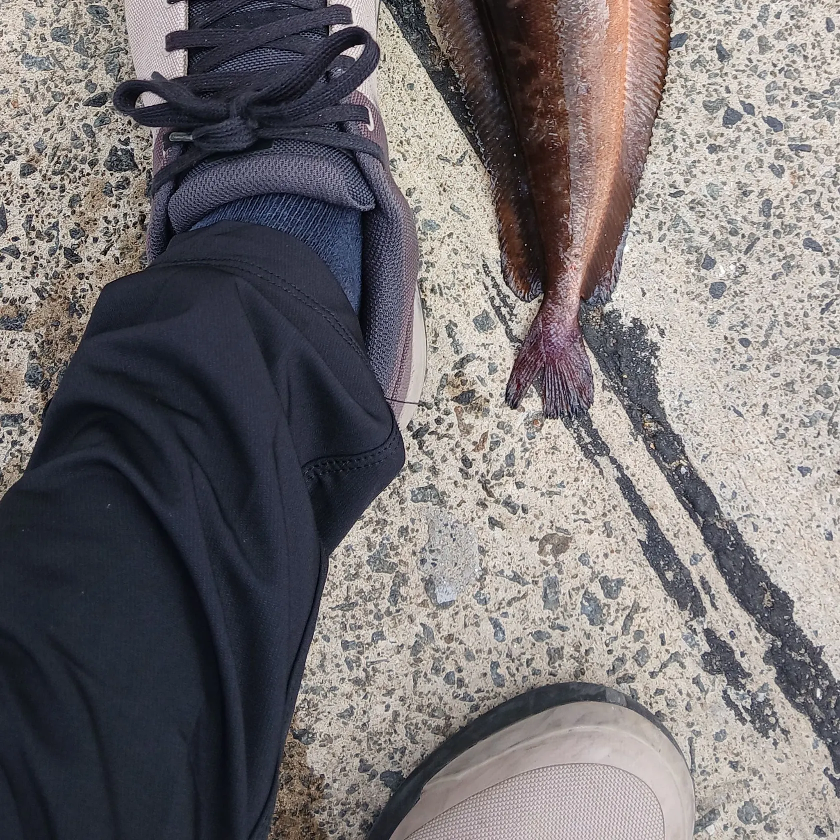 The most recent Red codling catches on Fishbrain