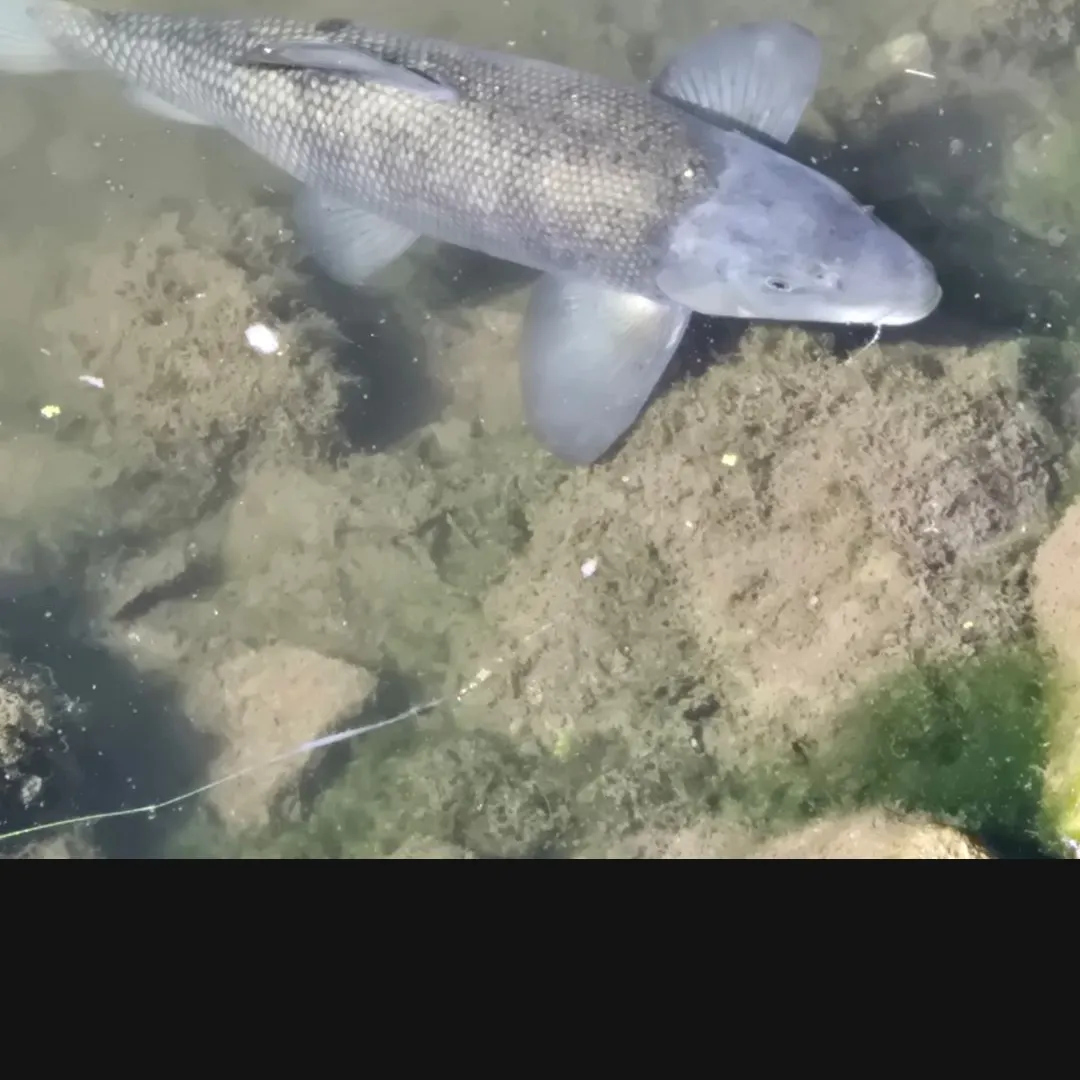 June sucker caught on Fishbrain