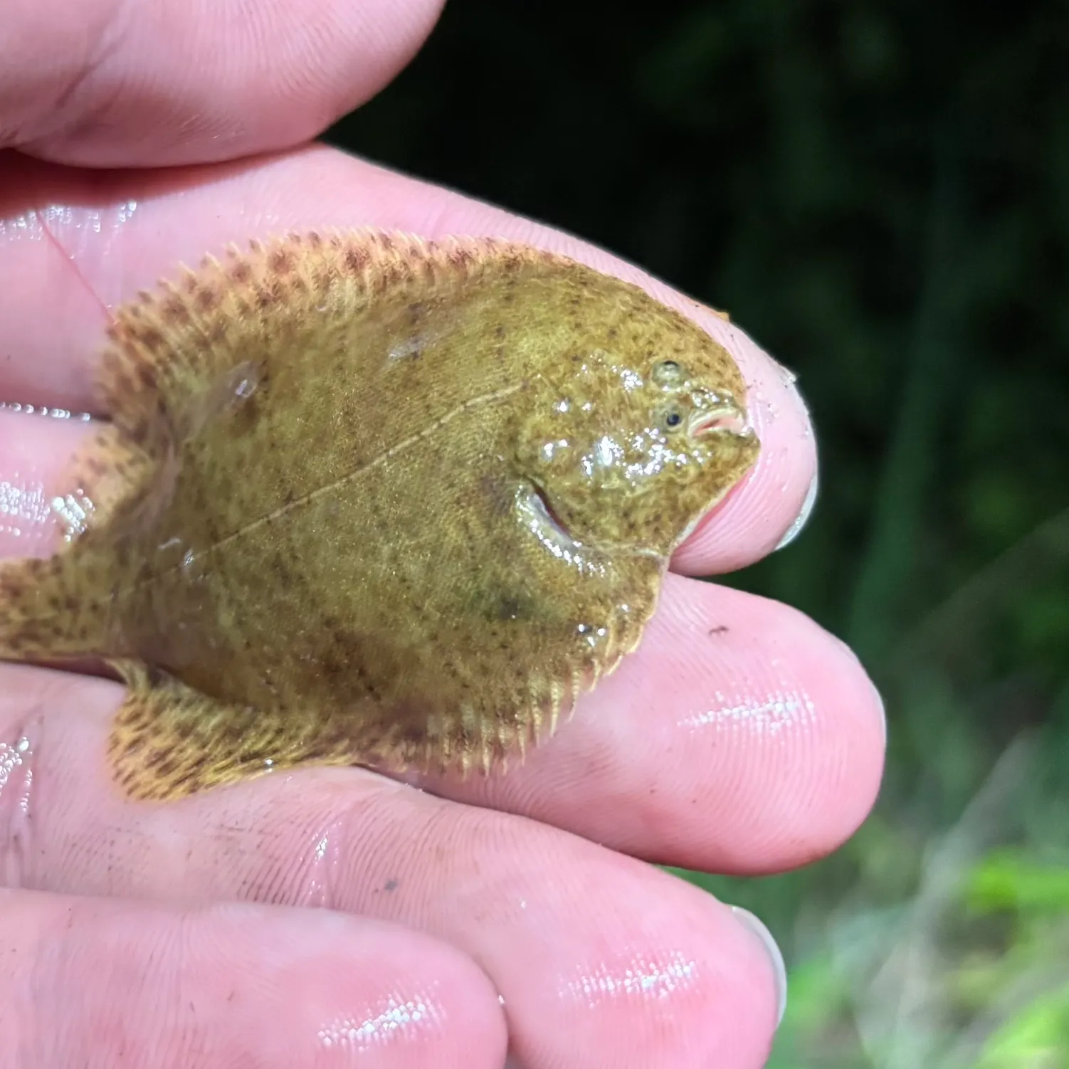 The most recent Hogchoker catches on Fishbrain