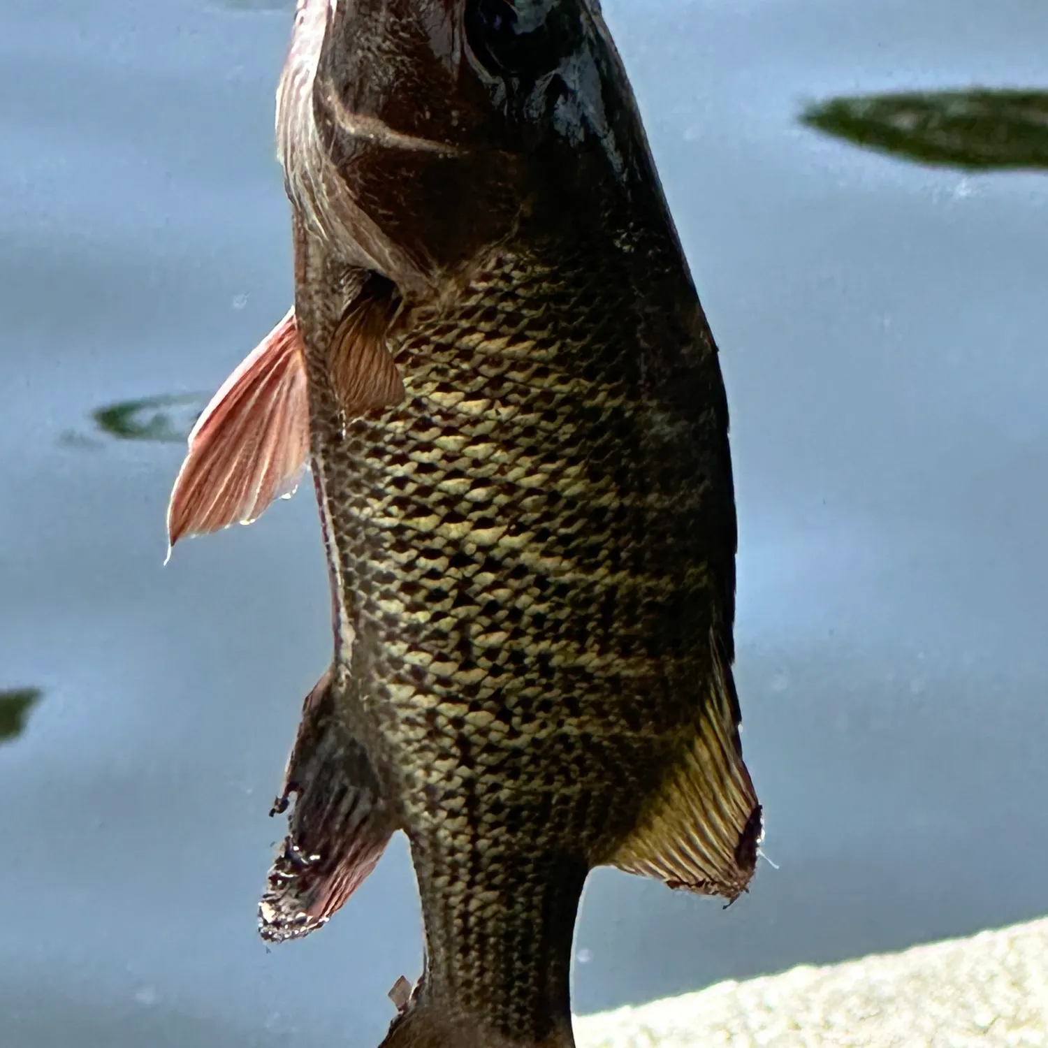 The most recent Mangrove snapper catches on Fishbrain