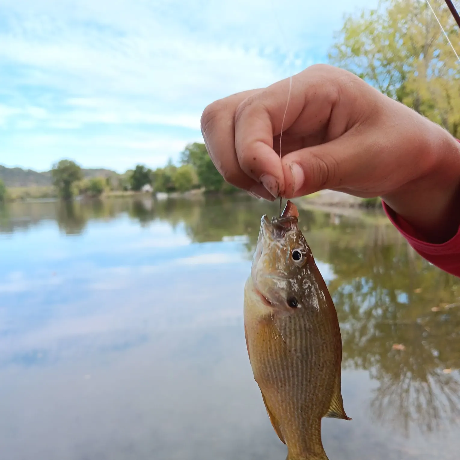 Green sunfish caught on Fishbrain