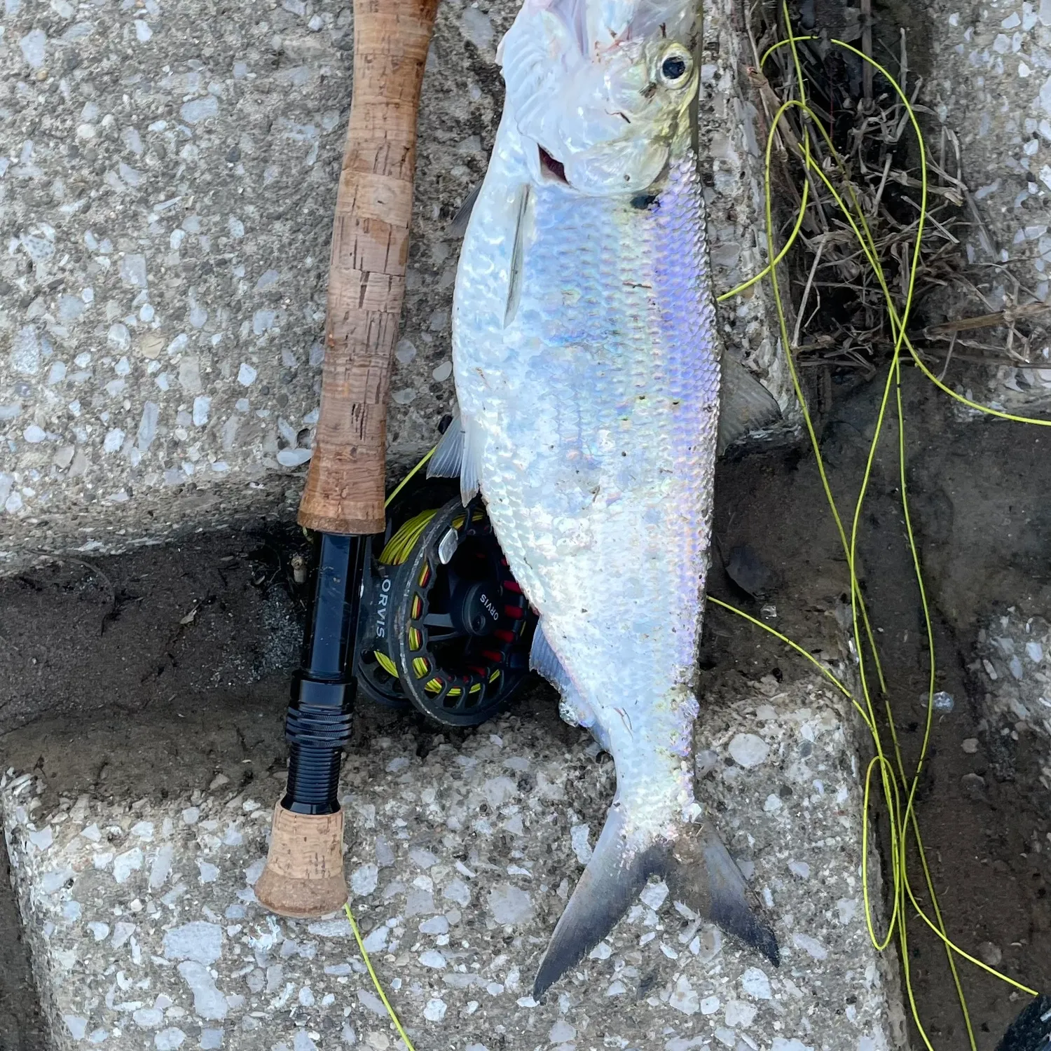 The most recent American shad catches on Fishbrain