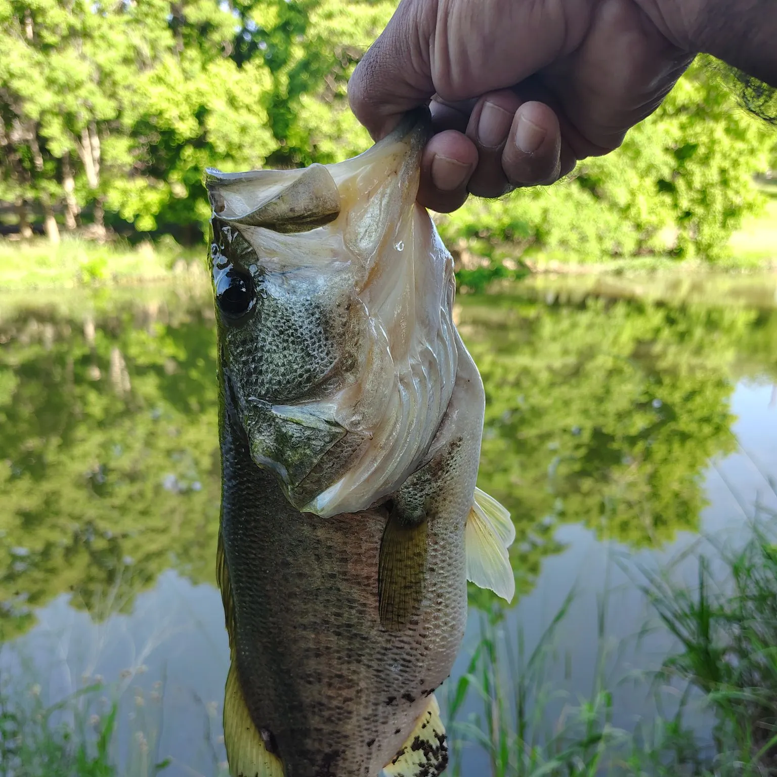angler catch