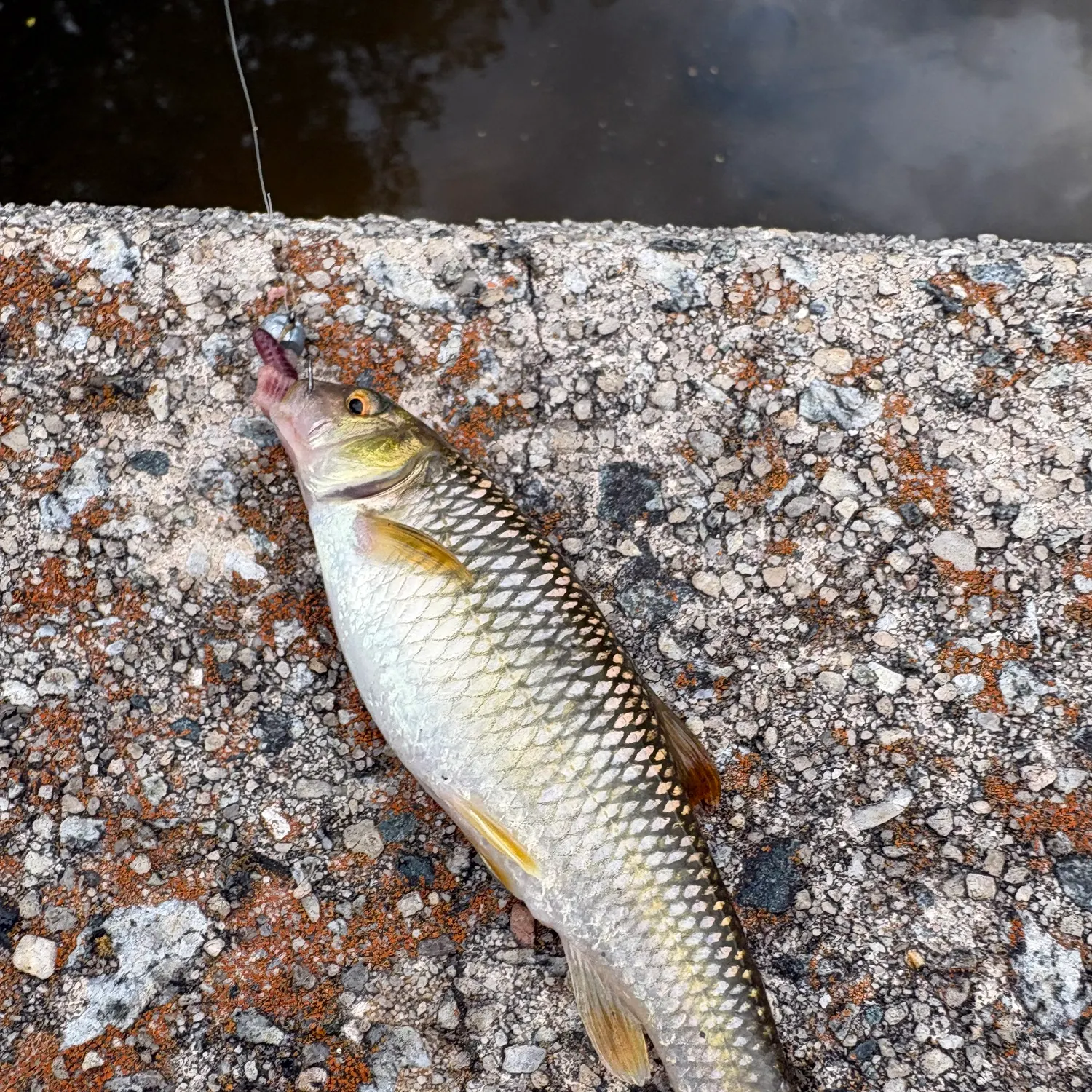 The most recent Bluehead chub catches on Fishbrain