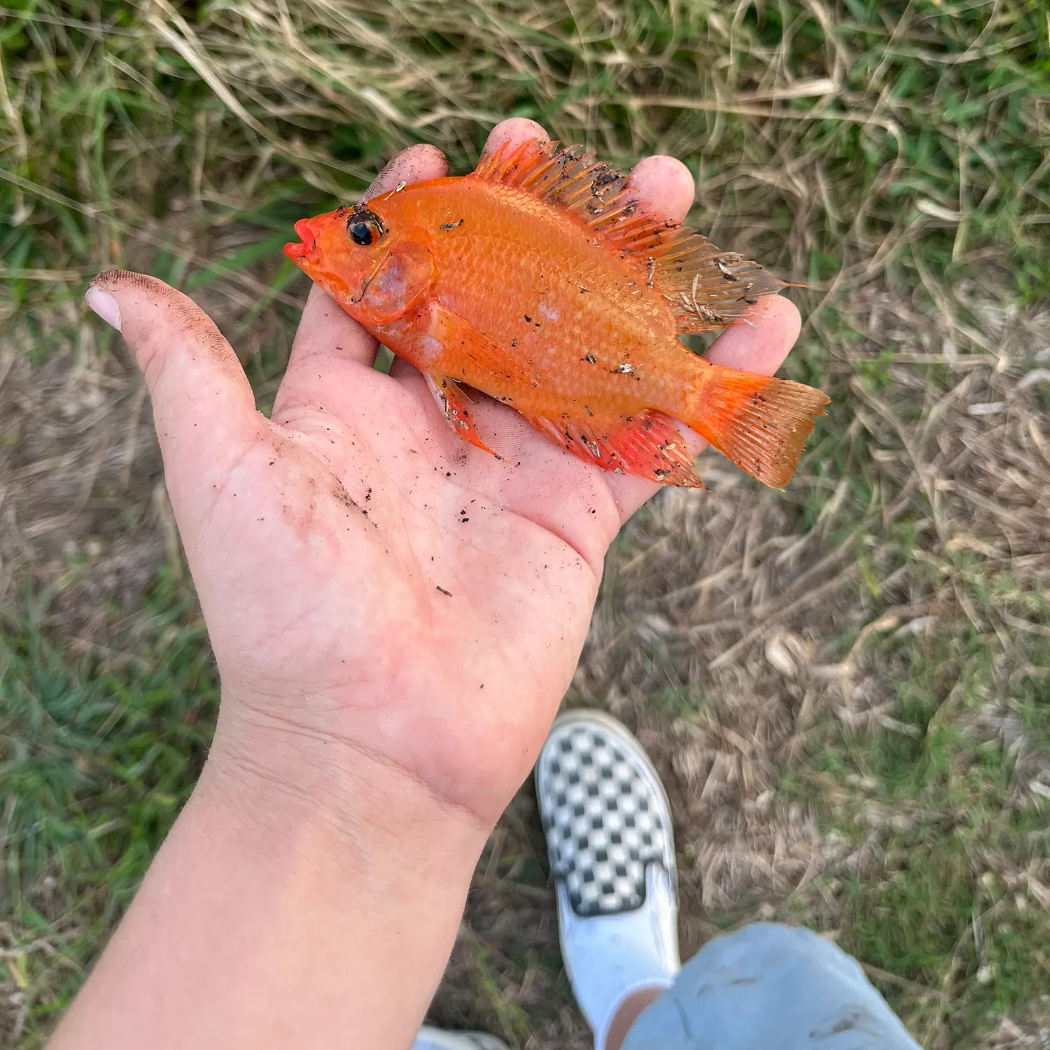 The most popular recent Midas cichlid catch on Fishbrain