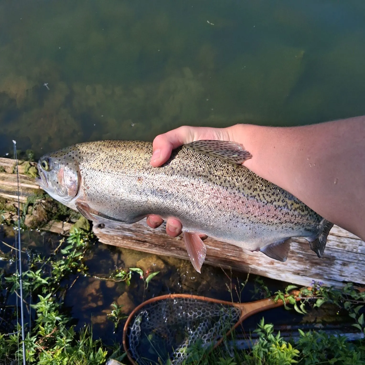 Rainbow trout caught on Fishbrain