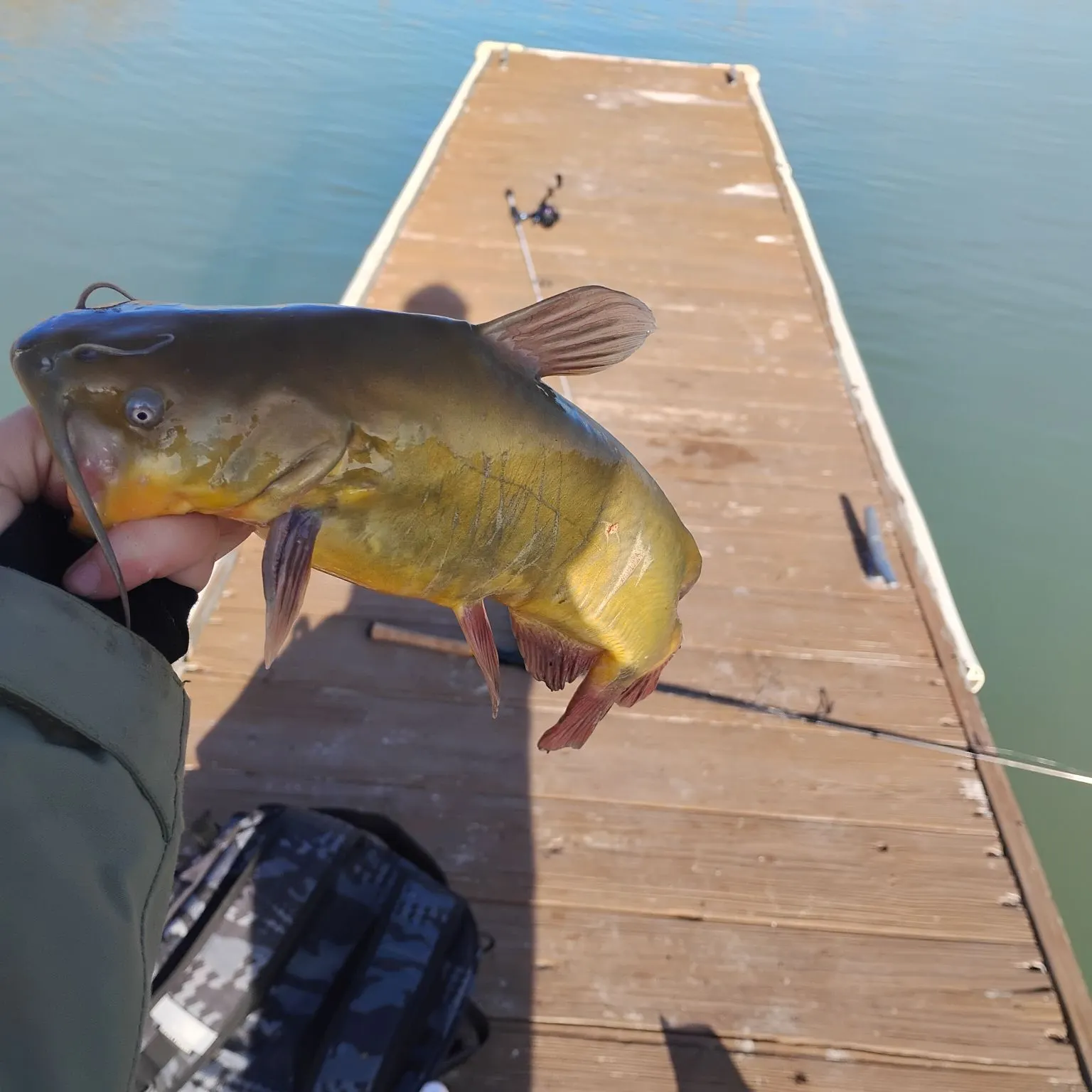 The most recent Yellow bullhead catches on Fishbrain