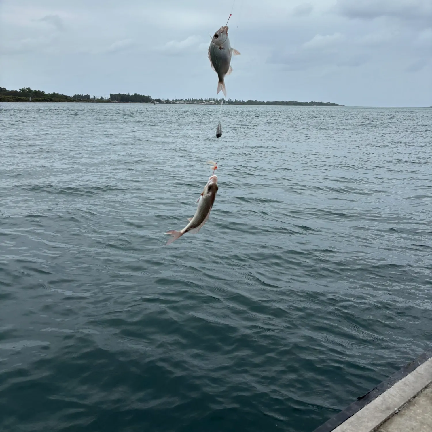 The most recent Surf bream catches on Fishbrain